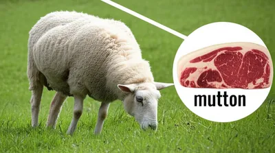 Illustration mutton - Image 1