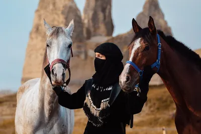 Illustration bridles - Image 2