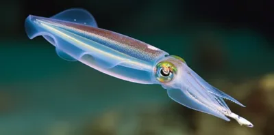 Illustration pens - Image 1