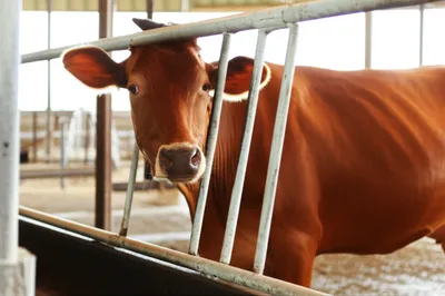 Illustration stanchions - Image 1