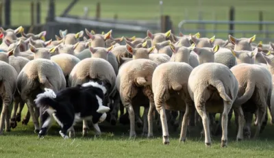 Illustration chevying - Image 1