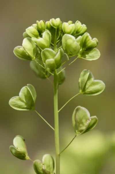 Illustration pouch - Image 1