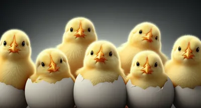 Illustration quint - Image 1