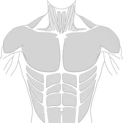 Illustration pectoral - Image 1