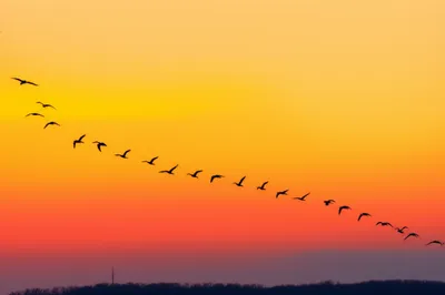 Illustration cohering - Image 1