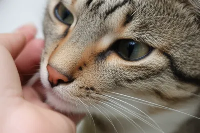 Illustration pet - Image 1