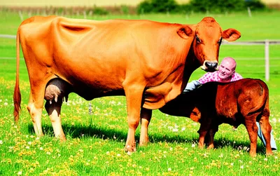 Illustration freshens - Image 1