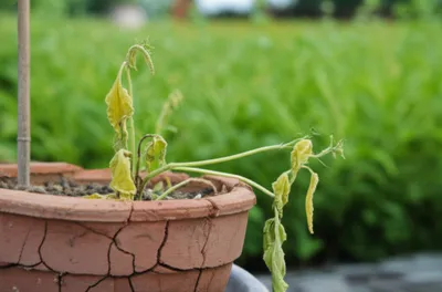 Illustration sickly - Image 1