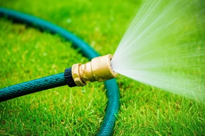 Illustration snout - Image 1