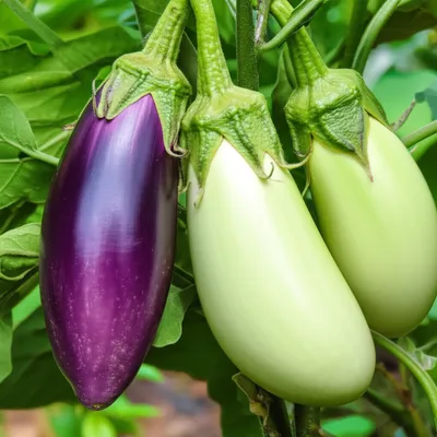 Illustration aubergines