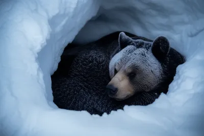 Illustration torpid - Image 1