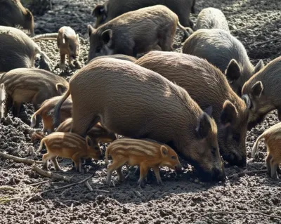 Illustration sounder - Image 1