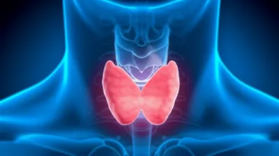 Illustration thyroid - Image 1