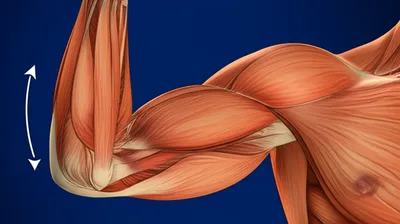Illustration biceps - Image 1