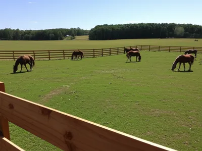 Hình ảnh minh họa paddocked