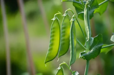 Illustration podded - Image 1