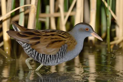 Illustration rail - Image 1