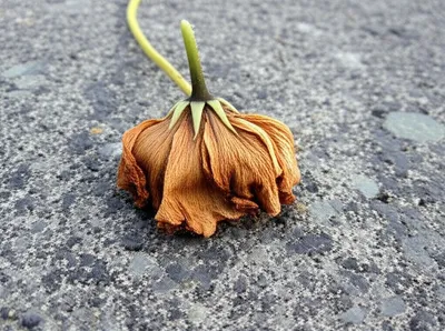 Illustration grievance