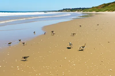 Illustration littoral - Image 1