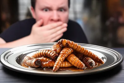 Illustration stomached - Image 1