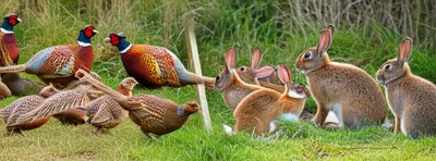 Illustration feathers - Image 1