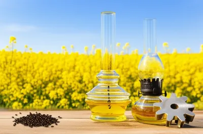 Illustration colza - Image 1