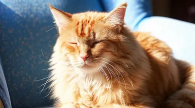 Illustration purrs - Image 1