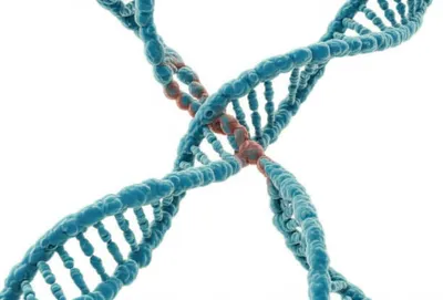 Illustration cruciform