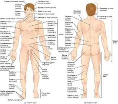 Illustration anatomical - Image 2
