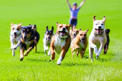 Illustration hooped - Image 1