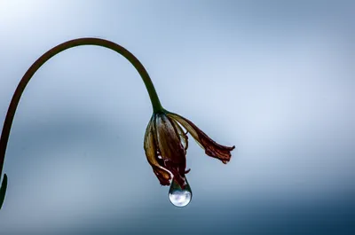 Illustration groan - Image 1