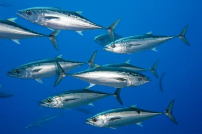 Illustration bonito - Image 1