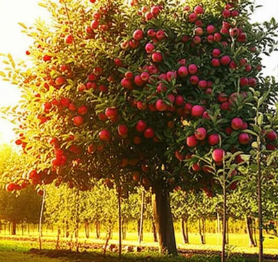 Illustration fruitful - Image 1