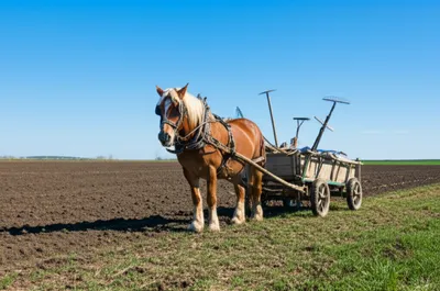 Illustration dobbin - Image 1