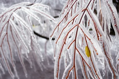 Illustration glaze - Image 1