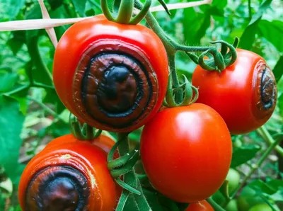 Illustration burns - Image 1