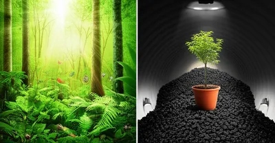 Illustration sequestering - Image 1