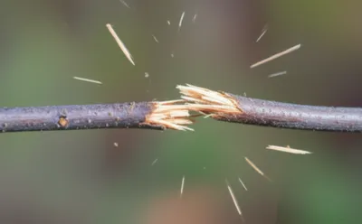 Illustration snapped - Image 1