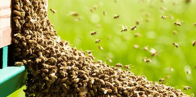 Illustration swarmed - Image 1