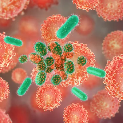 Illustration bug - Image 1