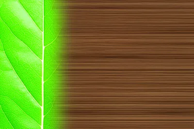 Illustration lignified - Image 1