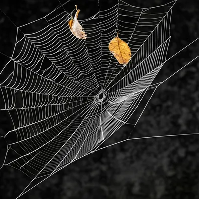 Illustration cobweb - Image 1