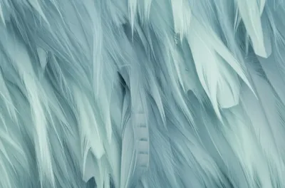 Illustration feather - Image 1