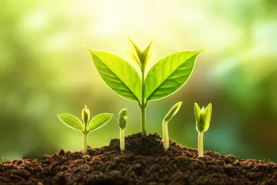 Illustration reproducing - Image 1