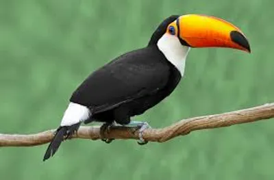 Illustration toucan - Image 2