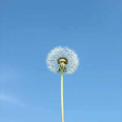 Illustration unattached - Image 1