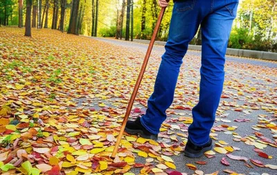 Illustration canes - Image 1