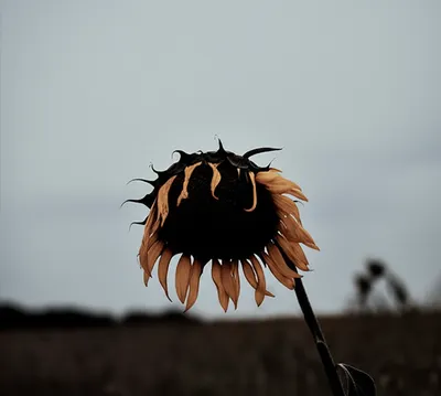 Illustration sadly - Image 1