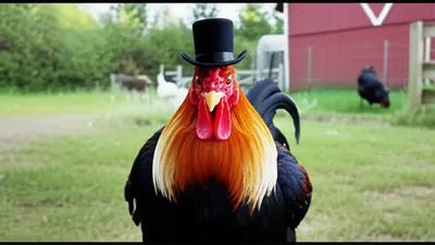 Illustration cock - Image 1