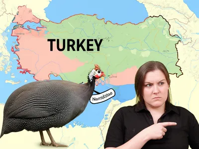 Illustration turkey